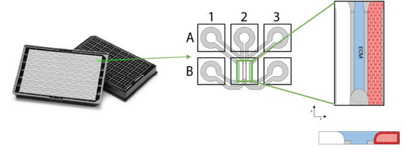 Der OrganoPlate Chip mit 3 Spuren und 64 Kulturen sowie schematische Darstellung