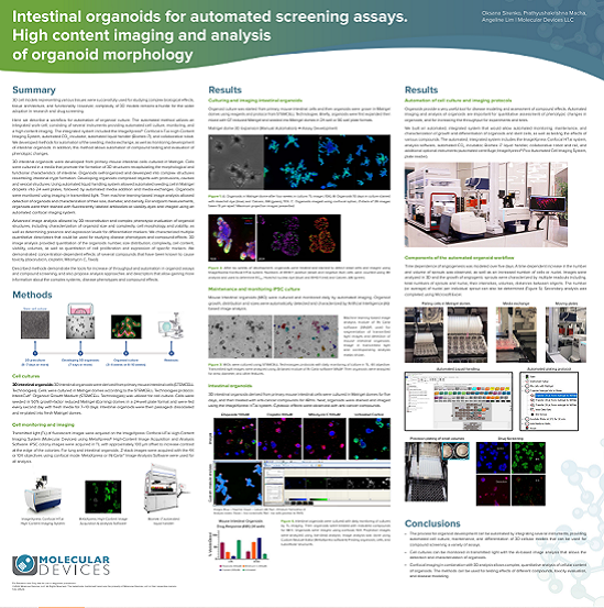 Darm-Organoide für automatisierte Screening-Assays. High-Content-Imaging und -Analyse der Organoid-Morphologie