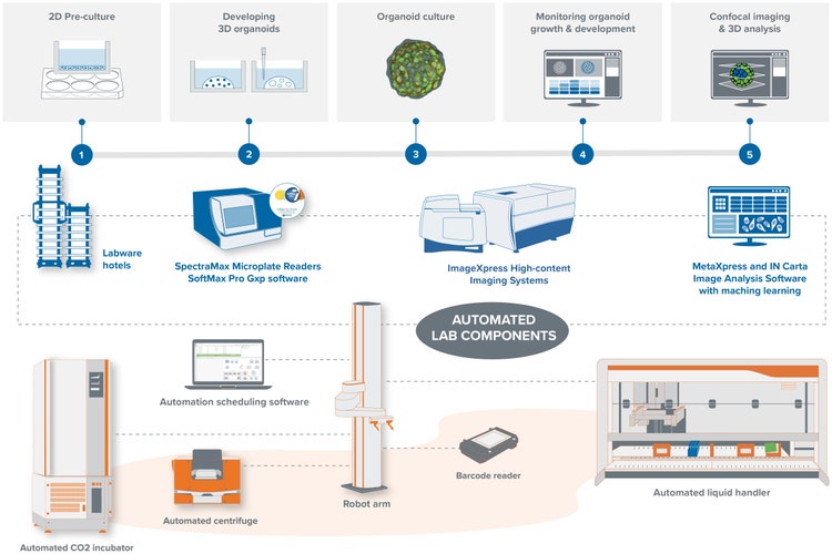 3D-Arbeitsablauf für das Organoid-Screening