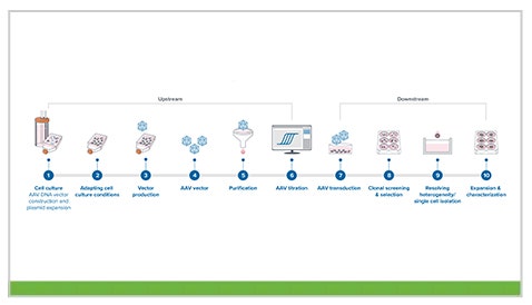 AAV-Plasmid-Workflow