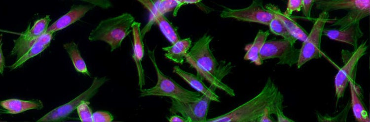 Zell-Imaging & Analyse