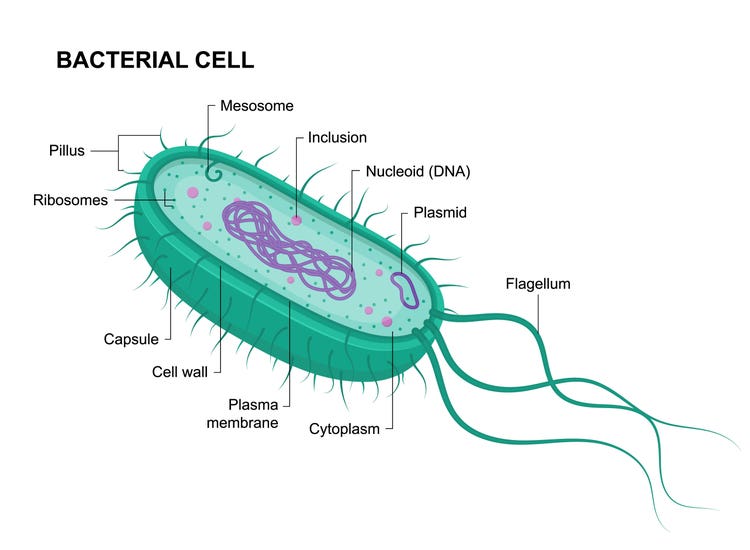 Anatomie einer Bakterienzelle, die ihre Struktur zeigt, in der sich Plasmide – kleine, kreisförmige DNA-Moleküle – befinden und replizieren