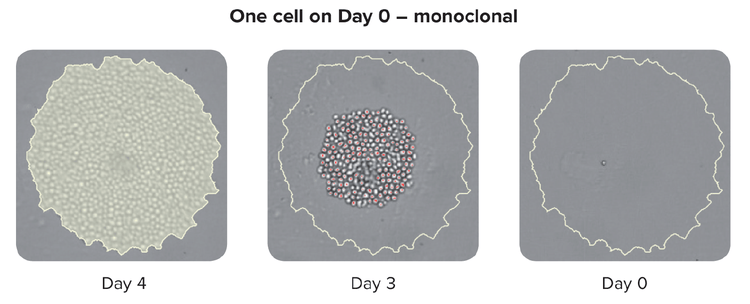 Verifizierung der Monoklonalität – Prüfung des Ursprungs einer Kolonie