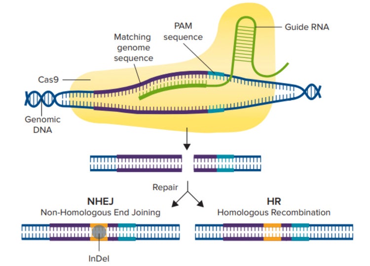 CRISPR/Cas9-Mechanismus