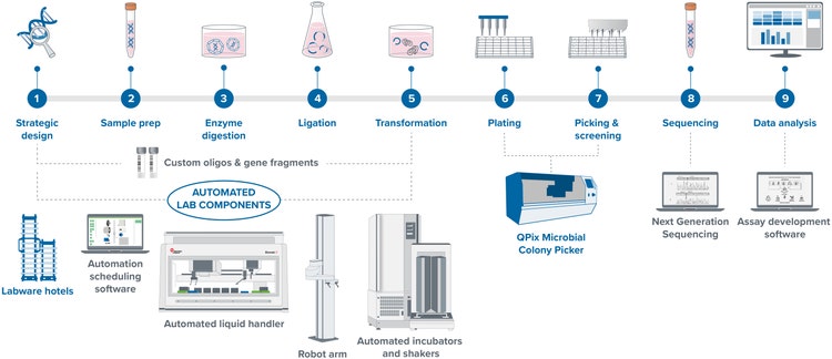 Molekularer Klonierungs-Workflow für die Produktion von Plasmid-DNA