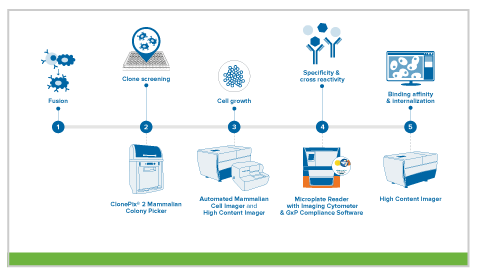 mAb-Produktion mithilfe von Hybridomen