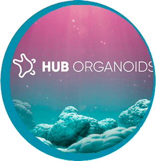 HUB-Organoide