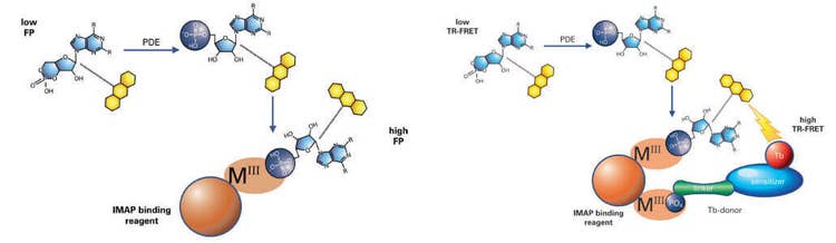 Prinzip der IMAP-FP- und TR-FRET-Phosphodiesterase-Assays