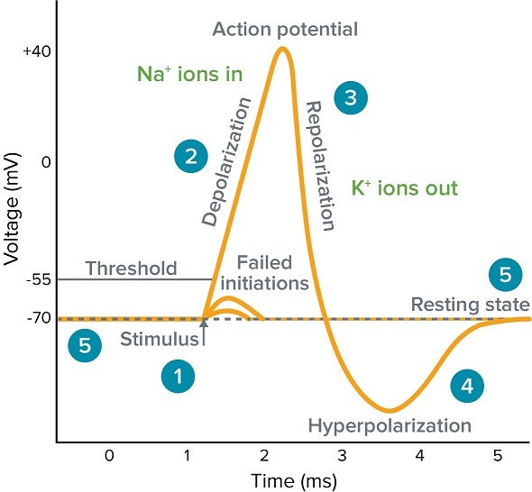 Diagramm Aktionspotenzial