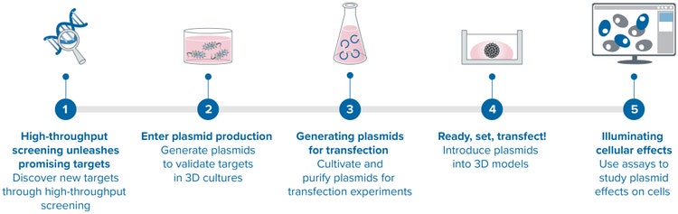 Die Kombination aus Plasmid-Produktion, Imaging von 3D-Zellmodellen und Organoid-Screening ermöglicht eine eingehende Genfunktionsanalyse