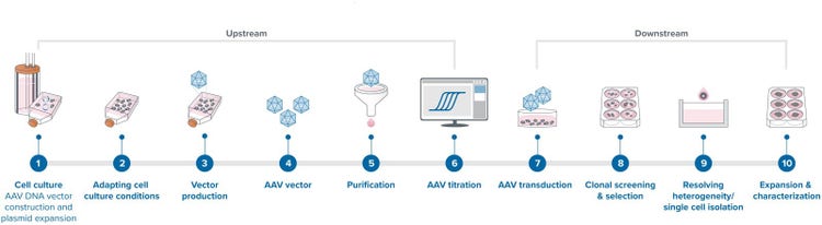 AAV-Plasmidproduktions-Workflow