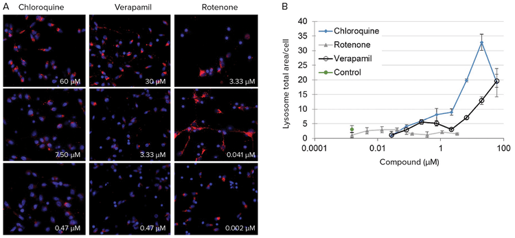 Quantification of lysosomal response in human neurons