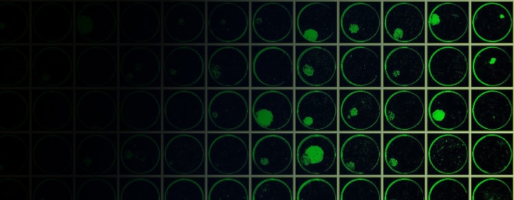 Screening of Cell Lines for Monoclonality