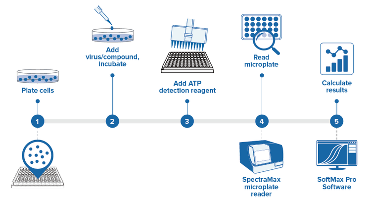 Viral ToxGlo assay workflow