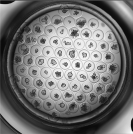 Human intestinal organoid cultures starting from 100 cells per microwell in Gri3D 500 μm microwells.