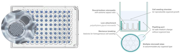 Left: front-view of Gri3D 96-wellplate 500 μm microwells. Right: schematic of one well of Gri3D with its different features