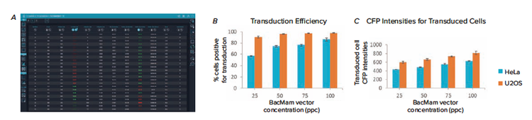 transduction efficiency results for HeLa and U2OS