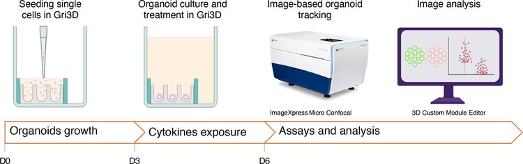 Image-based screening workflow