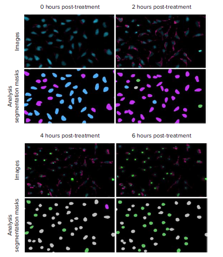 analysis-segmentation-masks-of-hela-cells