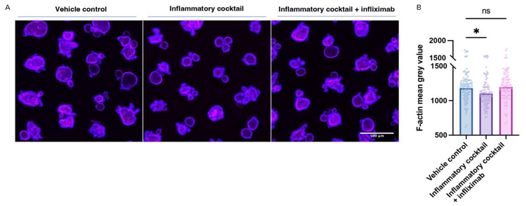 Immunofluorescence assay performed on human rectal organoids exposed to pro-inflammatory cytokines