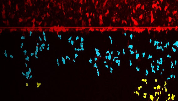 3D Immune Cell Migration