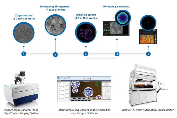 culturing-and-imaging-3d-lung-organoids