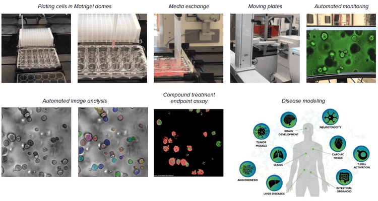 Components of Automated Organoid Workflow
