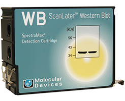 Western Blot-Kartusche