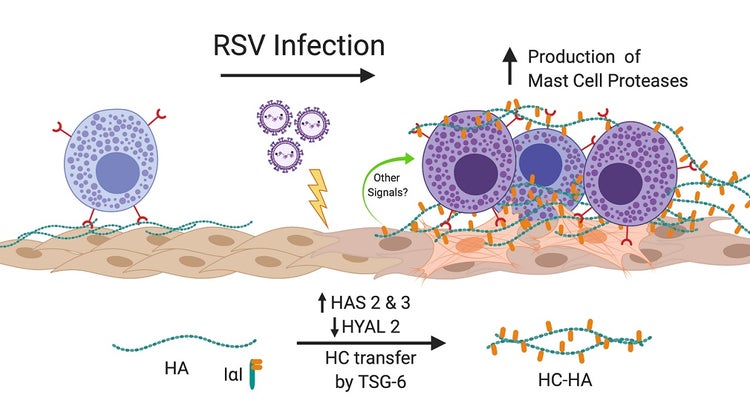 Infektion von HLFs mit RSV