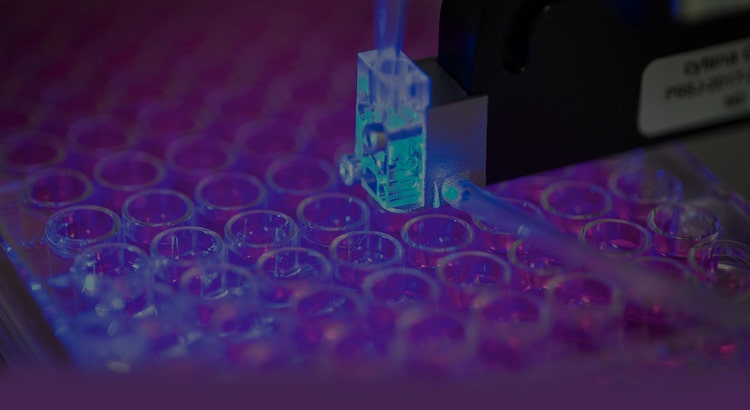 cell line development
