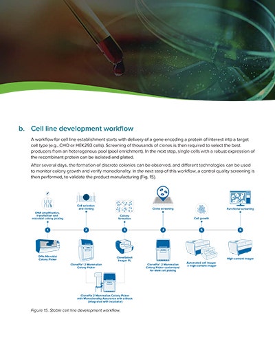 Cell line development workflow