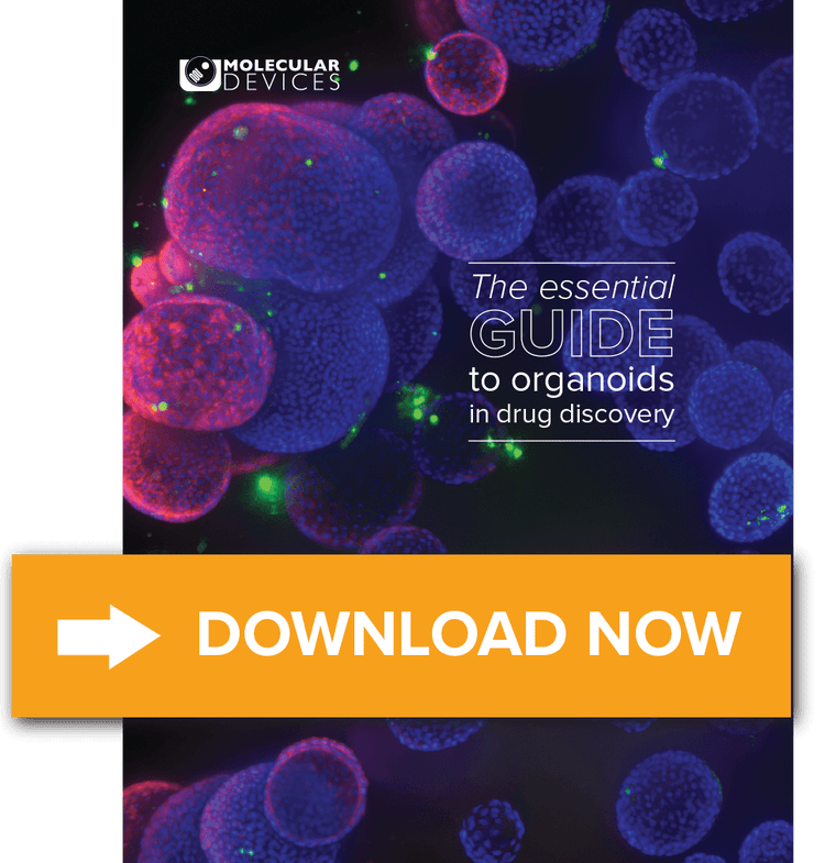 The essential guide to organoids in drug discovery