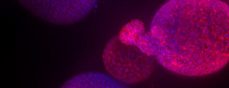 3D Human Tissue Models
