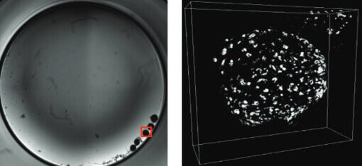 3D-Mikro-Sphäroide