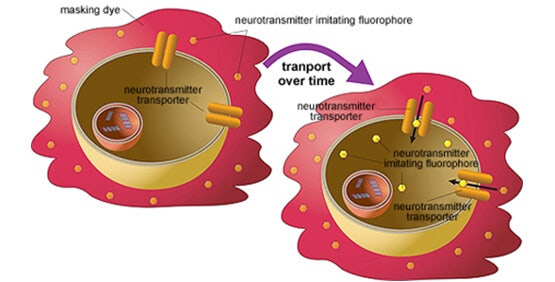 Neurotransmitter-Transporter-Aufnahme-Assay-Kit