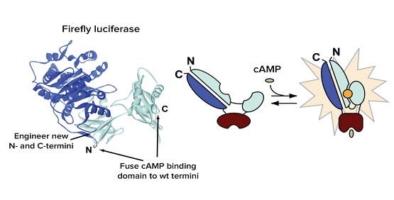 Signalgebung durch sekundäre Botenstoffe über an GPCRs gekoppelte Gi- und Gs-Proteine in Lebendzellen