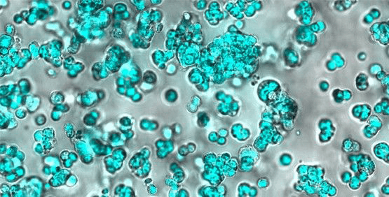 Durchführung von funktionellen Assays mit Lebendzellen