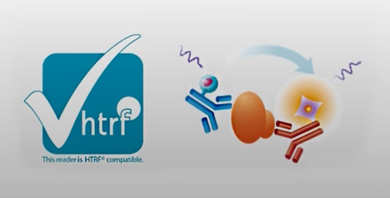 HTRF beinhaltet die Verwendung von zwei Fluorophoren, einem Donor und einem Akzeptor