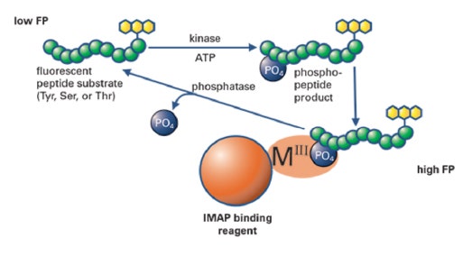 IMAP-FP-Kinase-Assays