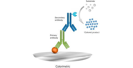 Eine kolorimetrische Western Blot-Methode nutzt für den Nachweis einen Enzym-konjugierten sekundären Antikörper und ein chromogenes Substrat