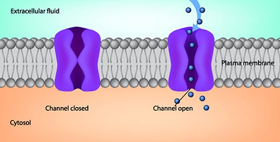 Entwicklung eines zellbasierten Kaliumchlorid-Transporter-Assays