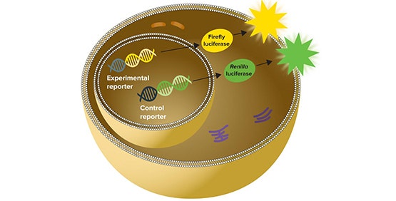 Single- und Dual-Luciferase Reportergen-Assays