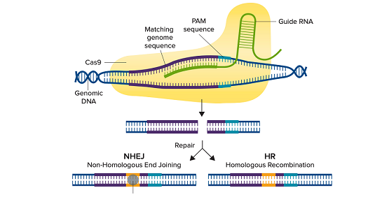 Validieren Sie CRISPR-editierte Zellen mittels Western Blot