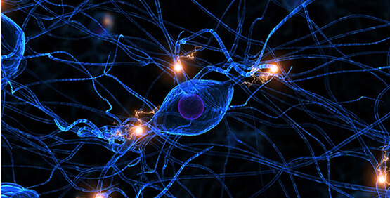 Neuronale Assays