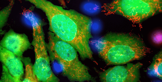 Imaging von Lebendzellen