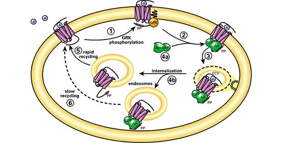 Kinetische Assays mit Lebendzellen