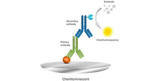 Ein chemilumineszenter Western Blot verwendet einen Enzym-konjugierten sekundären Antikörper und ein lumineszentes Substrat