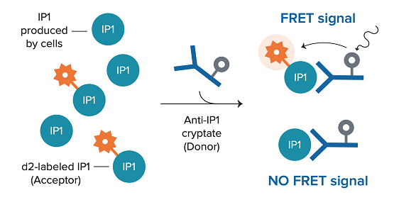 IP-One-Assays, Gαq/11-gekoppelte Rezeptoren