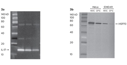 Abschätzung des Molekulargewichts von Proteinen mit der ScanLater Western Blot Protein Ladder