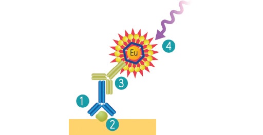 ScanLater Western Blot-Detektionssystem